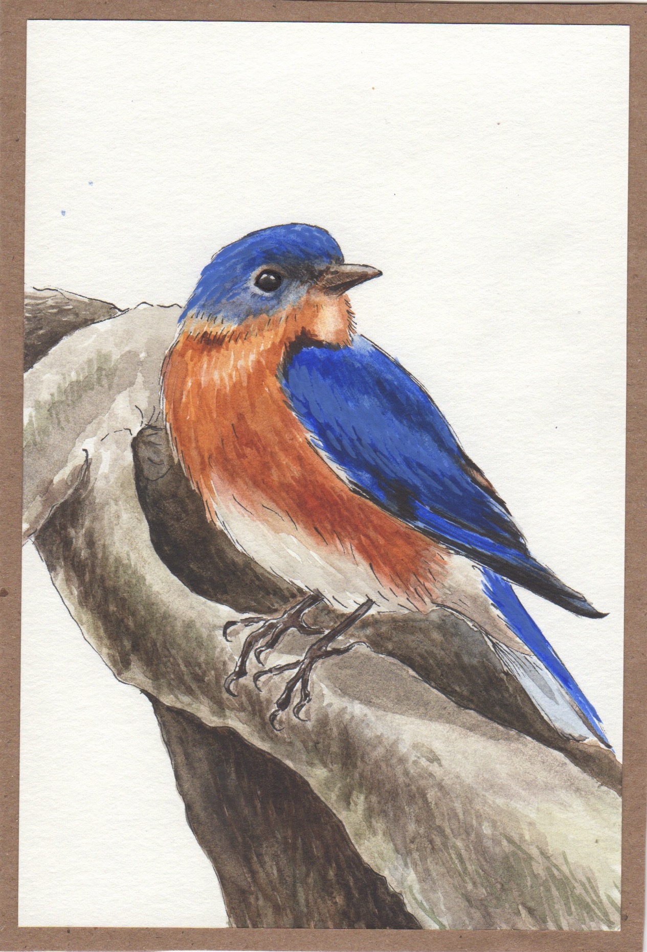 Pen and watercolor drawing of a bluebird.