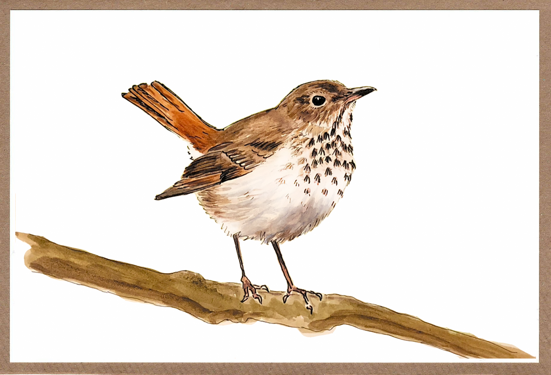 Pen and watercolor drawing of a Hermit Thrush. Brown and white, robin-sized bird with a speckled breast.