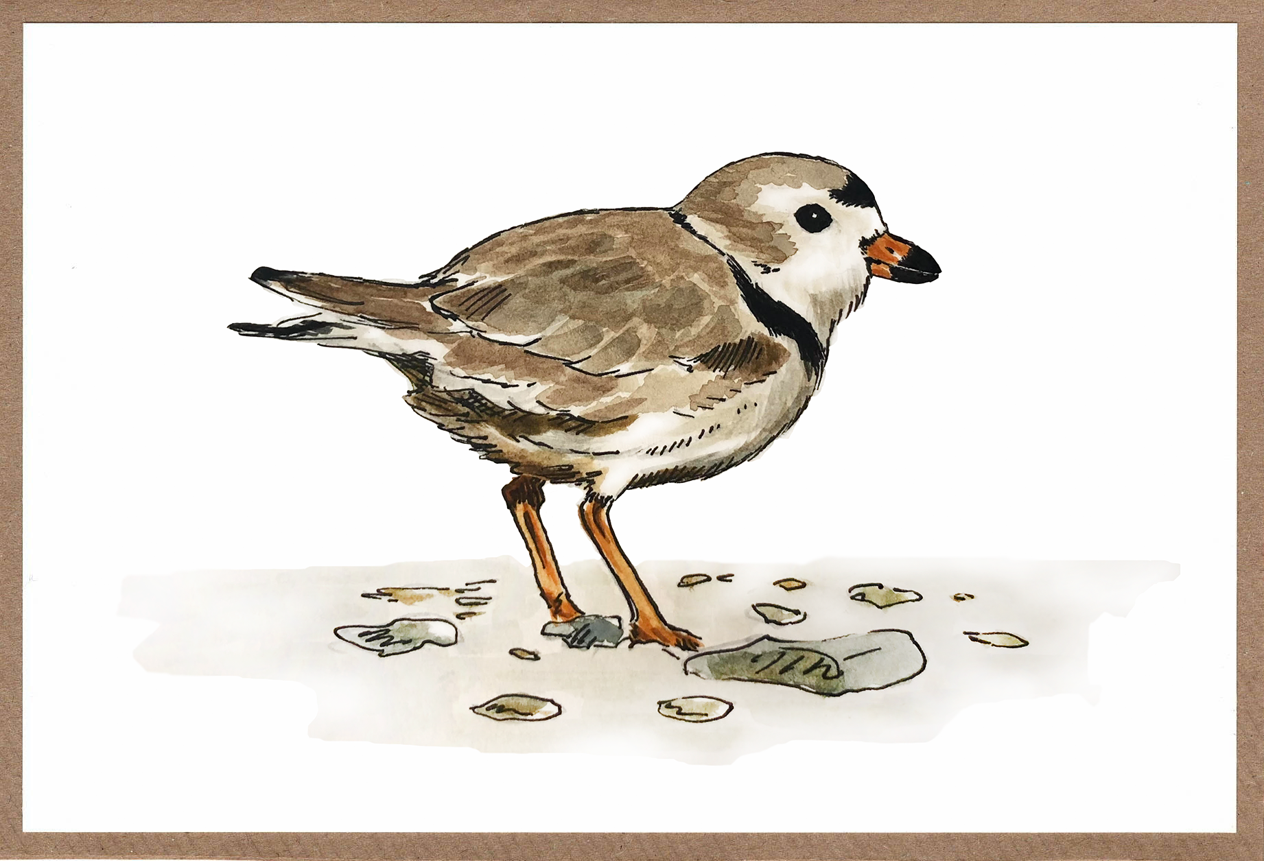 Pen and watercolor drawing of a Piping Plover. Small, taupe colored shorebird with orange legs and bill.